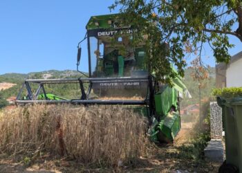 Dok svijet ruši rekorde u proizvodnji pšenice: U BiH rijetki još obrađuju polja