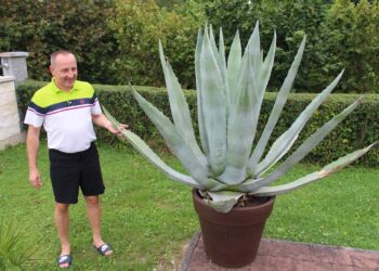 Aloja, ljekovita biljka našeg podneblja