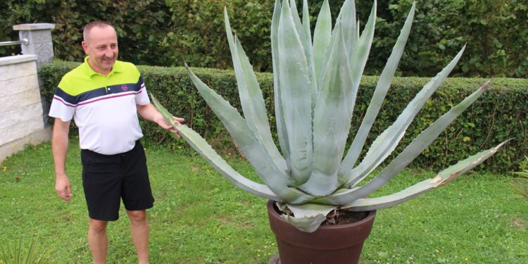 Aloja, ljekovita biljka našeg podneblja
