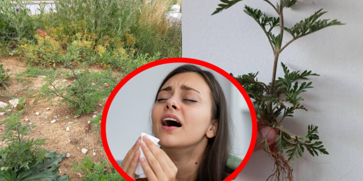 Kako je zaustaviti biljku koja guši ljude? Ambrozija prijeti zdravlju, izaziva kihanje, kašalj, pa čak i astmu