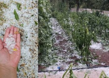 Led pogodio kod Širokog Brijega: Uništeni vrtovi i vinogradi, mještani zbrajaju štetu