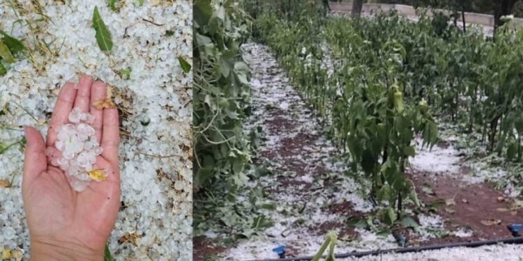 Led pogodio kod Širokog Brijega: Uništeni vrtovi i vinogradi, mještani zbrajaju štetu