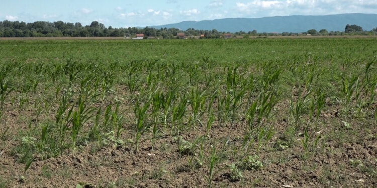 Suša uništila kukuruz, samo navodnjavanje može spasiti prinose