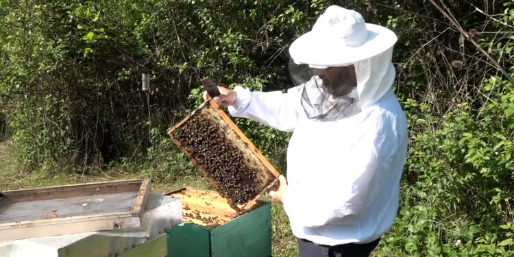 Smаnjeni prinosi medа zbog visokih temperаturа