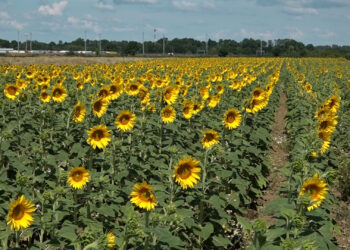 Raste broj površina pod suncokretom, ali je suša smanjila prinos
