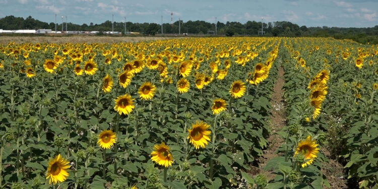 Raste broj površina pod suncokretom, ali je suša smanjila prinos