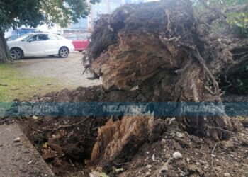 Oluja oborila stare lipe u Gradišci (FOTO)