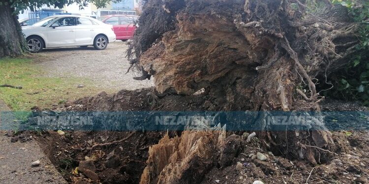 Oluja oborila stare lipe u Gradišci (FOTO)