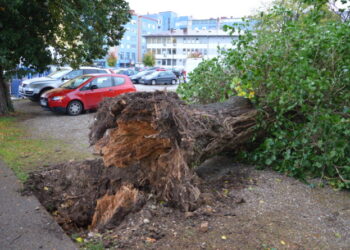 Oluja protunjala Gradiškom: Oborena stabla, srećom bez posljedica (FOTO)