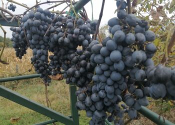 Grožđe Hambur sve zastupljenije u gradiškom kraju