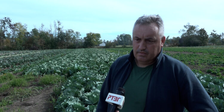 U toku podnošenje prijava za premije za proizvedeno i prodato povrće