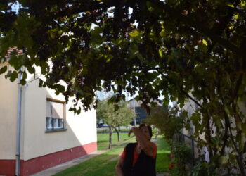 (FOTO) Grožđe nema ko da bere: Ne obraše se „vinogradi dole kraj Topole“
