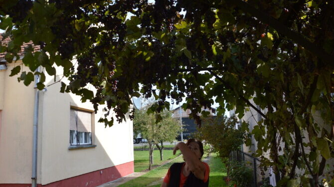 (FOTO) Grožđe nema ko da bere: Ne obraše se „vinogradi dole kraj Topole“