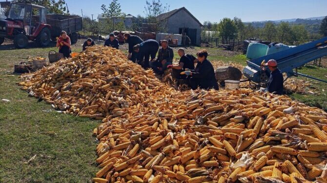 (FOTO) U Grbavcima ipak zadovoljni urodom kukuruza: Podbačaj manji nego u Lijevču