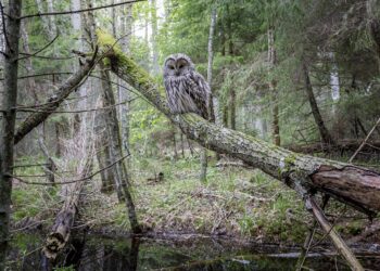 Dan posvećen pravima životinja i očuvanju životinjskog biodiverzitet