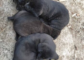 Poklanjamo 5 muških kučića – mješanaca labradora i DODŽ!