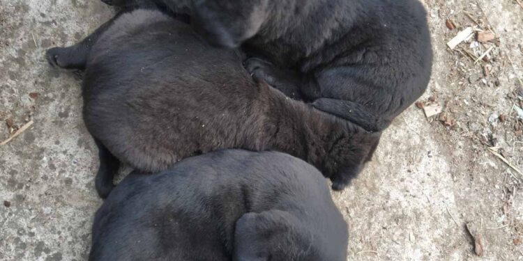 Poklanjamo 5 muških kučića – mješanaca labradora i DODŽ!
