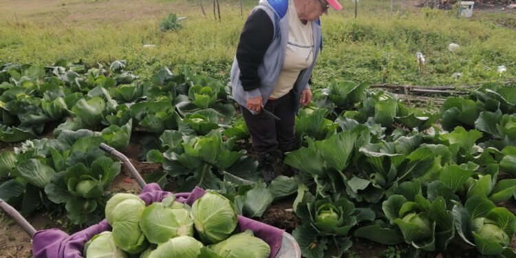 Ovo je najbolje vrijeme za kiseljenje kupusa