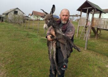 Nesvakidašnja radost pod Kozarom: Na svijet došlo pule sa krstom na leđima (FOTO)