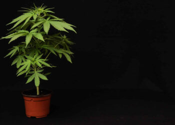 BiH pred legalizacijom kanabisa