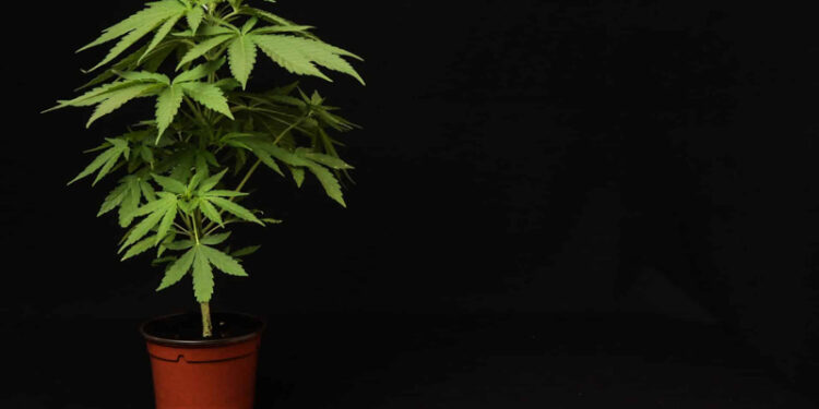 BiH pred legalizacijom kanabisa