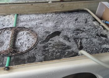  Za vrijeme posta najtraženiji šaran