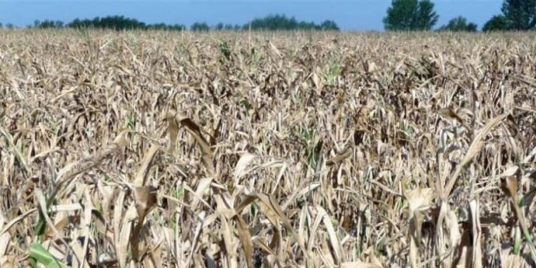Suša u Orašju napravila milionske posljedice: Šteta procijenjena na gotovo četiri miliona KM