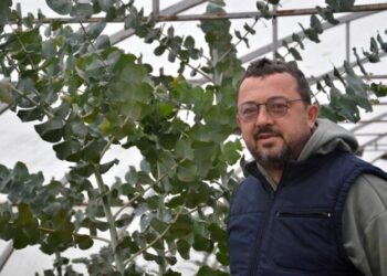 Goran Rašković ekspert za eukaliptuse: Duh Australije u Krnetama kod Laktaša