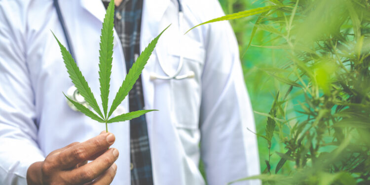 Bosna i Hercegovina legalizirala upotrebu kanabisa u medicinske svrhe