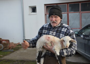 Psi lutalice poklali jagnjad u Mačkovcu
