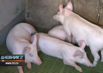 Svake godine pred praznike poskupi, ali ove izgleda neće mnogo – koliko košta božićna pečenica?