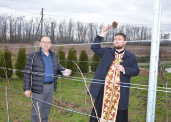 Danas je Trifundan, zaštitnik vinogradara