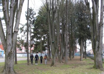 Sekvoja, kedar i platani, živi spomenici prirode