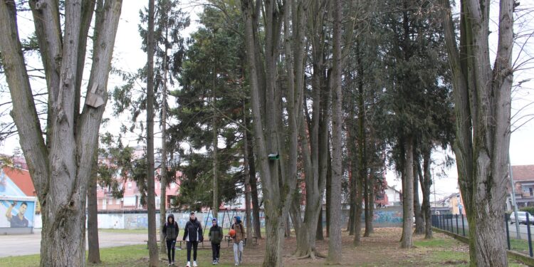 Sekvoja, kedar i platani, živi spomenici prirode