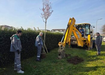ZELENIJA I LJEPŠA GRADIŠKA: Novi drvoredi u Kninskoj ulici i kod raskrsnice Jabuka (FOTO)