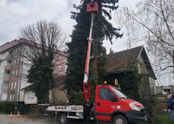 Spretne drvosječe u visokim krošnjama