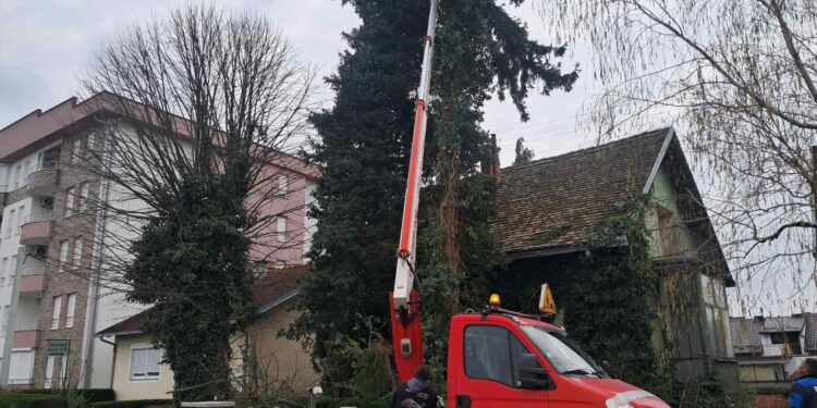 Spretne drvosječe u visokim krošnjama