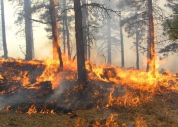 Upozorenje Šumskog gazdinstva Gradiška