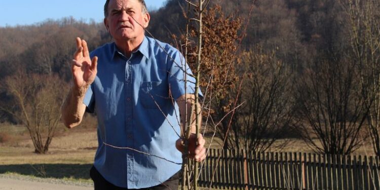Zasadio šljivu savku kao zavet precima