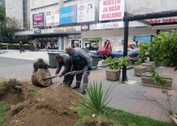 Nova stabla za ljepši grad (FOTO)
