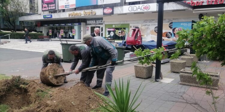 Nova stabla za ljepši grad (FOTO)