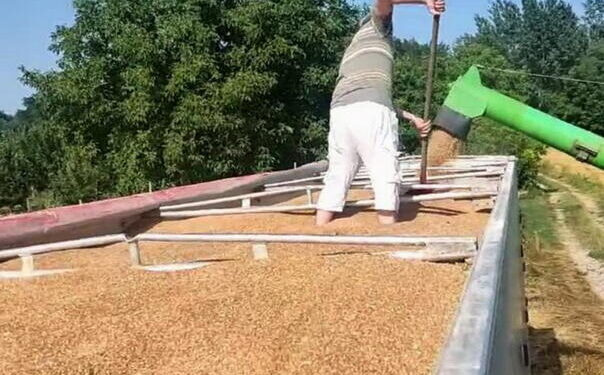 Motika ponovo u modi: Građani sade da bi preživjeli skupoću