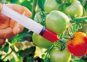 Hoćemo li znati šta jedemo? EU planira ublažiti GMO pravila