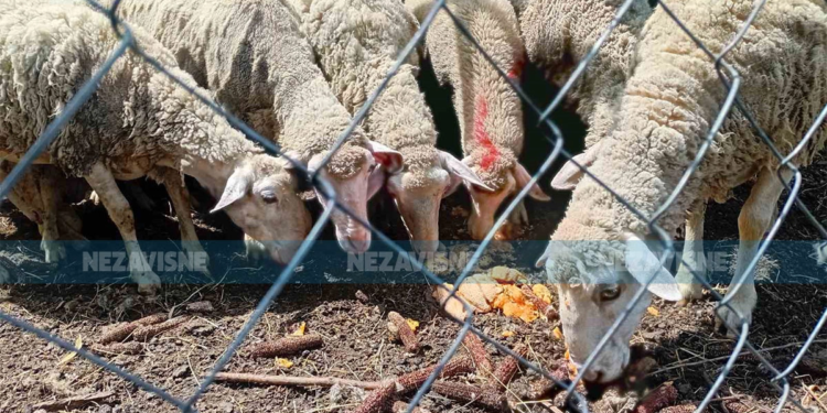 Nova praksa u Gradišci: Ovce hrane dinjama, a konje lubenicama (FOTO)