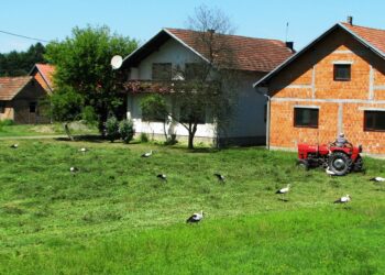 Kad traktori utihnu, rode kolo vode: Stoljetno prijateljstvo čovjeka i ptica u Potkozarju (FOTO)