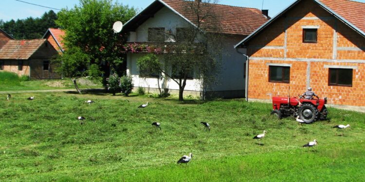 Kad traktori utihnu, rode kolo vode: Stoljetno prijateljstvo čovjeka i ptica u Potkozarju (FOTO)